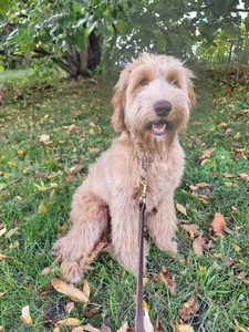 Heartland best sale australian labradoodles