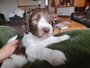 Black collar male