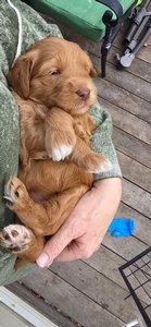Teal collar female