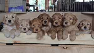 Rylie x Sully Litter
