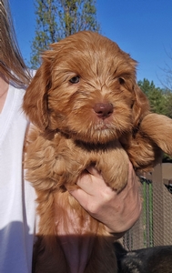 Yellow Collar female