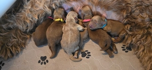 Ruby 2025 litter