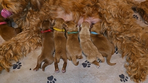 Ruby x Sully Litter