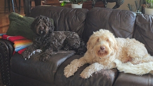 Rylie x Charlie litter