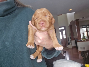 Rylie x Charlie litter