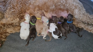 Heartland Hills Sunlit Harper