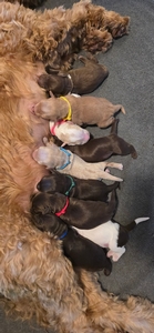 Heartland Hills Sunlit Harper