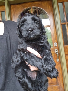 Orange Collar Male