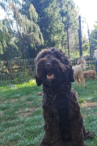 Heartland Hills Charming Charlie