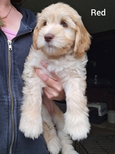Red collar female