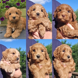 Ruby x Sully Litter