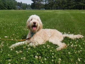 Australian Cobberdogs Breed Photo