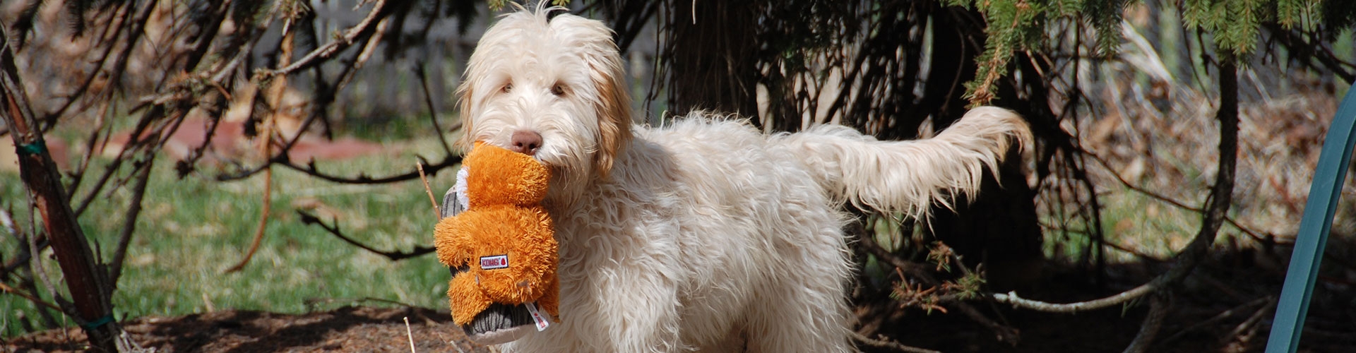 Heartland Hills Australian Cobberdogs Adoption Process