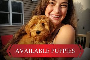 Available Puppies